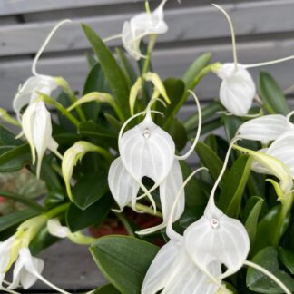 Orchidee, weiß*