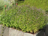 Oregano / Echter Dost, Origanum vulgare, Containerware*