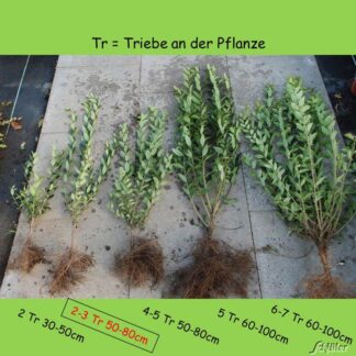 Ovalblättriger Liguster Wurzelnackte Pflanze, 2-3 triebig,50 - 80  cm Liefergröße: 3-5 triebig, 50 - 80 cm*