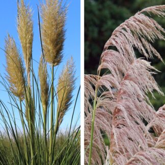 Pampasgräser "Farbspiel im Garten", 2 Pflanzen, 2 Pflanzen, weiß*