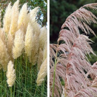 Pampasgräser "Pink & Weiß", 2 Pflanzen, 2 Pflanzen, weiß*