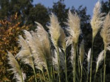 Pampasgras 'Sunningdale Silver', Cortaderia selloana 'Sunningdale Silver', Containerware*