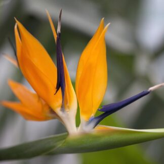 Paradiesvogelblume, orange*