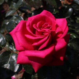 Parfum de Nature® Edelrose 'Hot Lady®', pink*