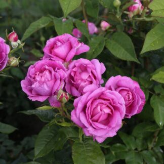 Parfuma® Edelrose 'Carmen Würth®', violett*