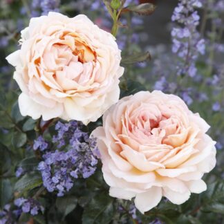 Parfuma® Edelrose 'Großherzogin Luise®', rosa*