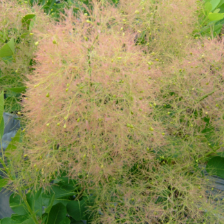 Perückenstrauch 'Young Ladyⓢ', rosa*