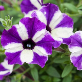 Petunie, gesternt, violett*