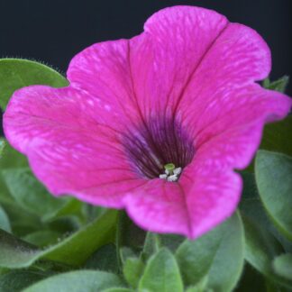Petunie, pink*