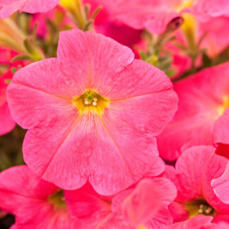 Petunie, rosa*
