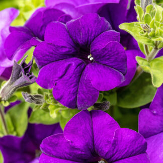 Petunie, violett*