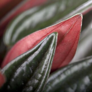 Pfefferpflanze 'Rosso'*