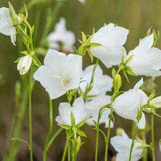 Pfirsichblättrige Glockenblume 'Grandiflora Alba', weiß*