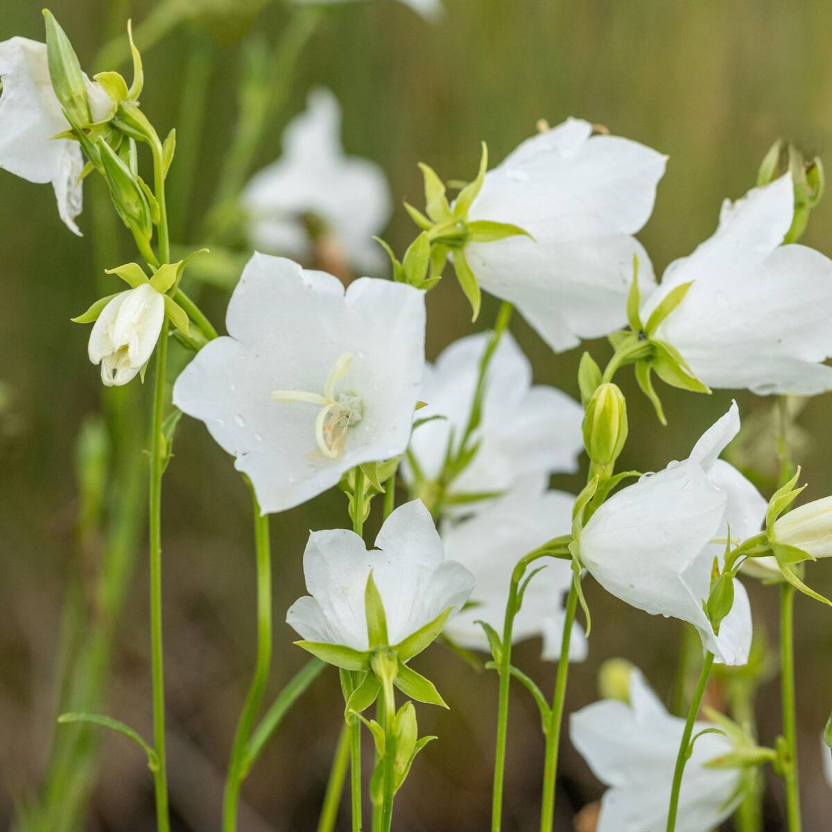 Pfirsichblättrige Glockenblume 'Grandiflora Alba', weiß*