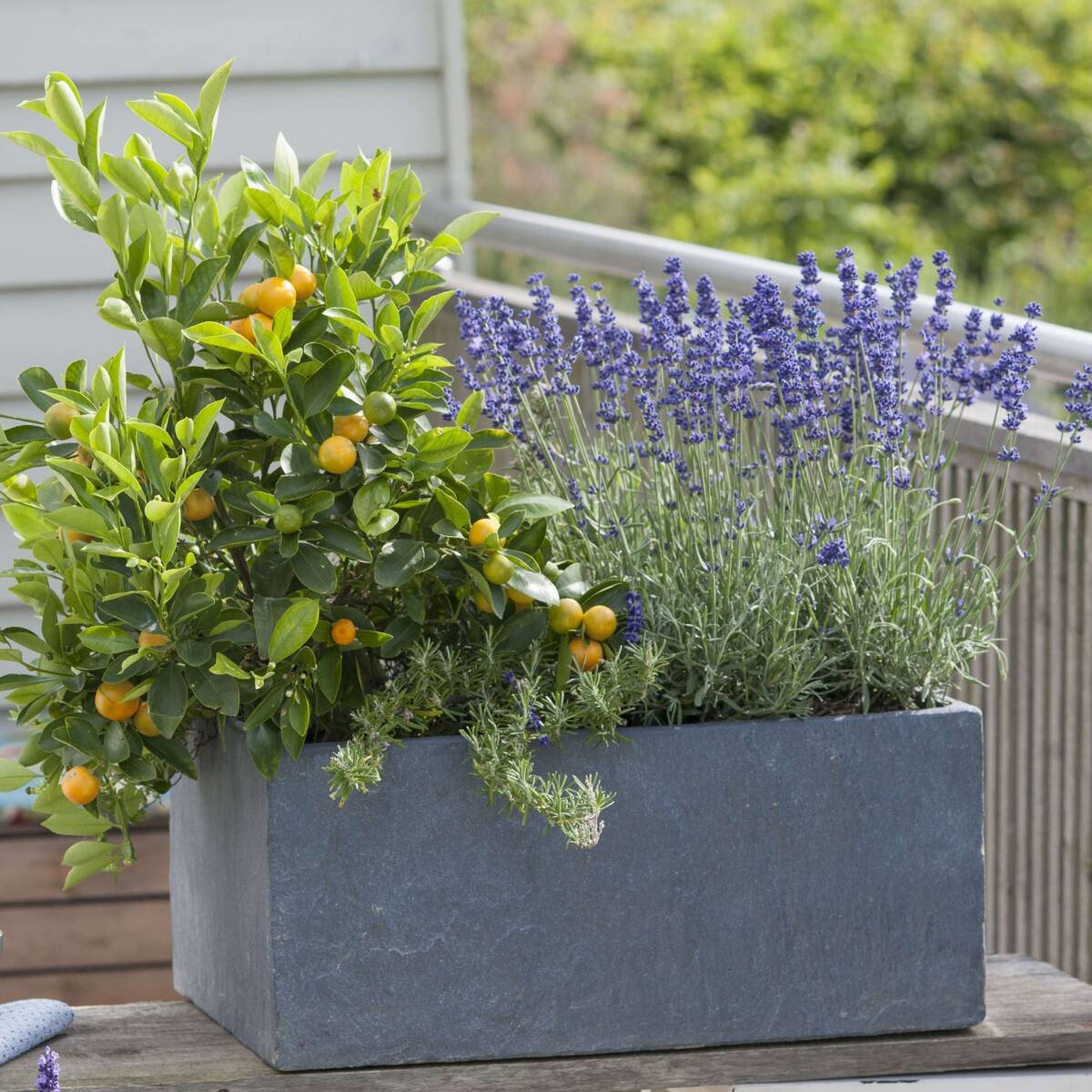 Pflanzen-Set "Duftender-Garten", 4 Pflanzen*