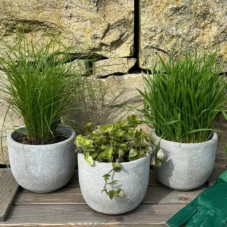 Pflanzen-Set "Katzen-Mix", 3 Pflanzen, 3 Pflanzen*