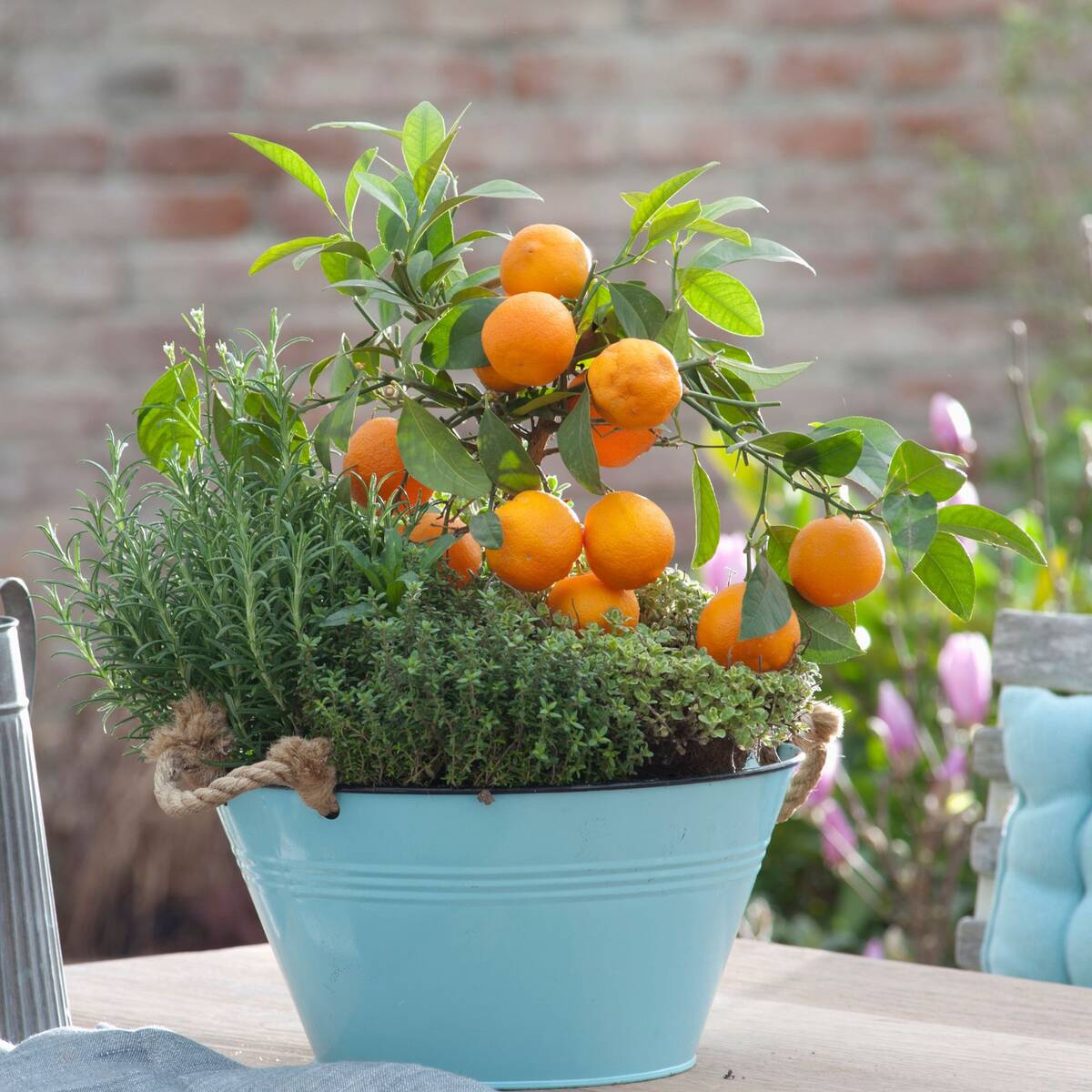 Pflanzen-Set "Mediterrane Aromen", 4 Pflanzen*