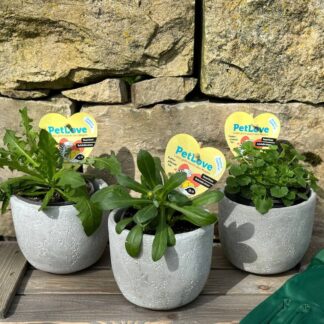 Pflanzen-Set "Schildkröten-Garten", 3 Pflanzen*