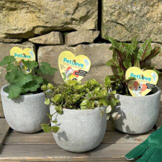 Pflanzen-Set "Schildkröten-Mix", 3 Pflanzen, 3 Pflanzen*