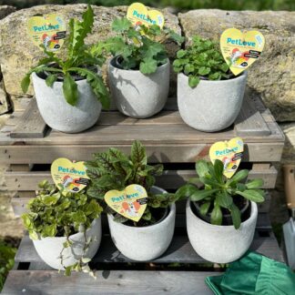 Pflanzen-Set "Schildkröten-Paradies", 6 Pflanzen, 6 Pflanzen*