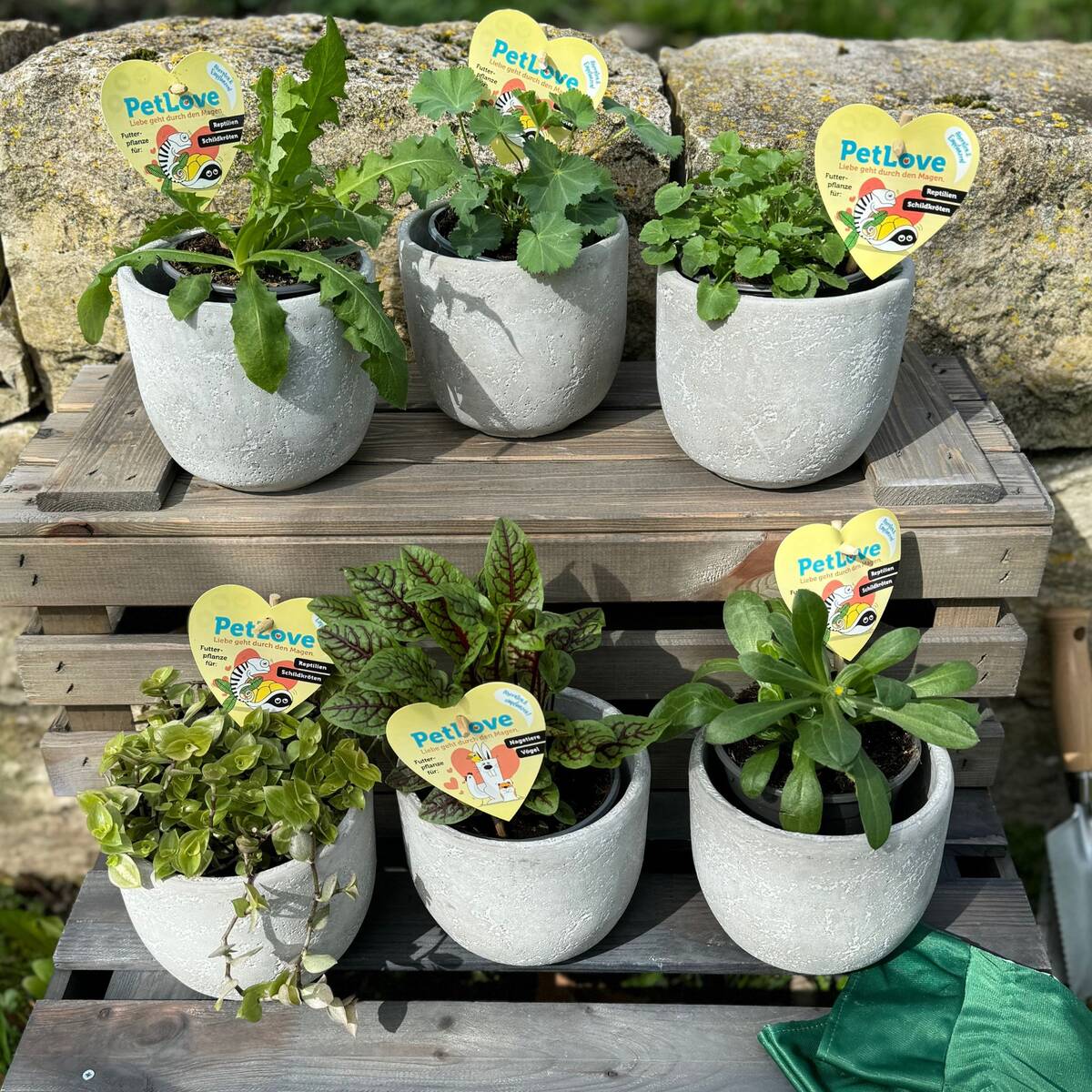 Pflanzen-Set "Schildkröten-Paradies", 6 Pflanzen*