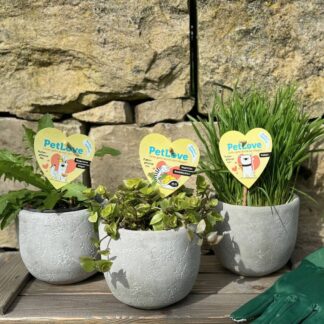 Pflanzen-Set "Tierfutter Trio", 3 Pflanzen, 3 Pflanzen*