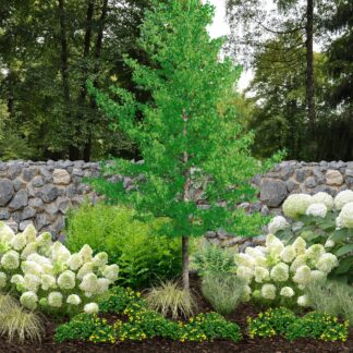 Pflanzen-Set “Vielfalt für halbschattige Gartenecken", 18 Pflanzen, 18 Pflanzen*