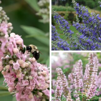 Pflanzen-Set "Vitex-Mix", 4 Pflanzen, 4 Pflanzen, bunt*