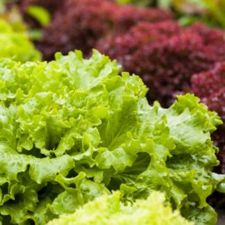Pflücksalat-Mix 'Lollo Bionda', 6 Pflanzen*