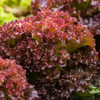 Pflücksalat-Mix 'Lollo Rossa', 6 Pflanzen*