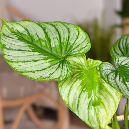 Philodendron 'Mamei'*