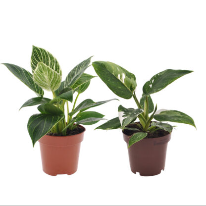 Philodendron Set "White Touch", 2 Pflanzen*