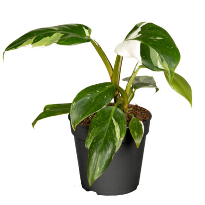 Philodendron 'White Princess'*