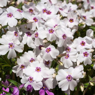 Polster-Phlox 'Coral', weiß*