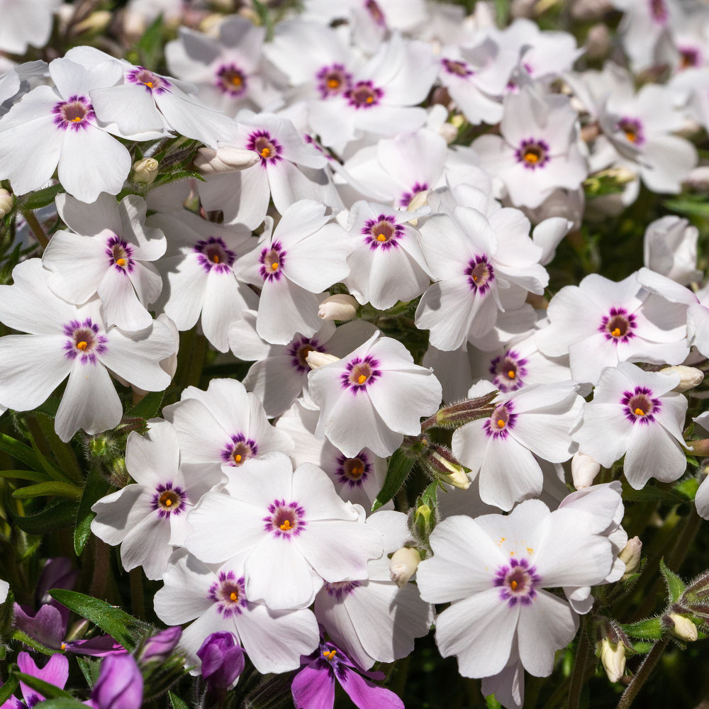 Polster-Phlox 'Coral', weiß*