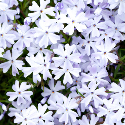 Polster-Phlox 'Emerald Cushion Blue', blau*