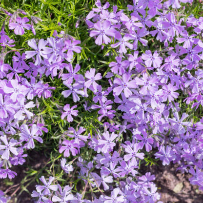 Polster-Phlox 'Purple Beauty', violett*