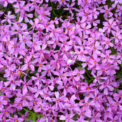 Polster-Phlox 'Samson', rosa*