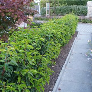 Portugiesische Lorbeerkirsche 'Angustifolia', 7,5 - 10 Liter, 125 - 150 cm Liefergröße: 125 - 150 cm*