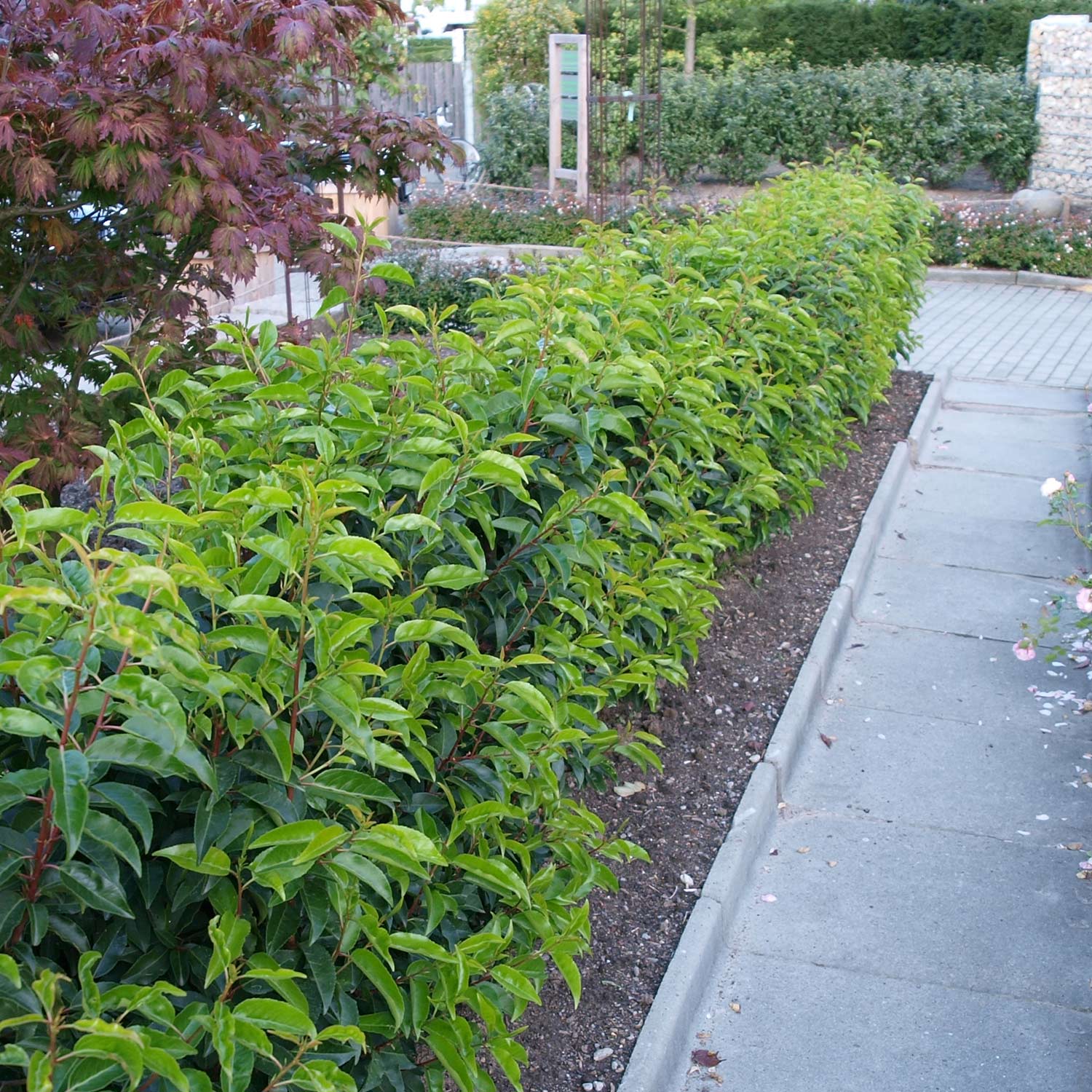 Portugiesische Lorbeerkirsche 'Angustifolia', 7,5 - 10 Liter, 125 - 150 cm Liefergröße: 125 - 150 cm*