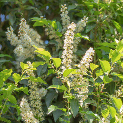 Portugiesischer Kirschlorbeer 'Angustifolia', 125 - 150 cm, 10 m Hecke, weiß*