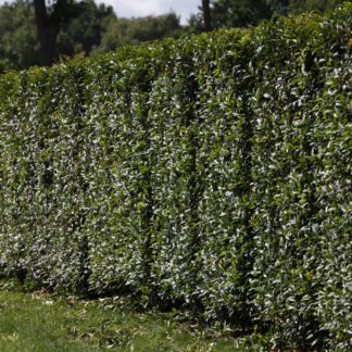 Portugiesischer Kirschlorbeer 'Angustifolia' im Set, weiß*