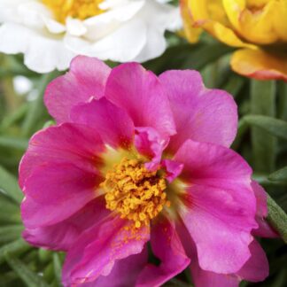 Portulakröschen, bunt*