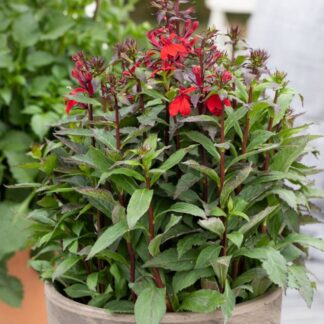 Prachtlobelie, rot*