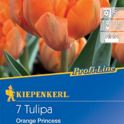 Profi-Line Gefüllte späte Tulpe 'Orange Princess', 7 Zwiebeln, 7 Zwiebeln, orange*