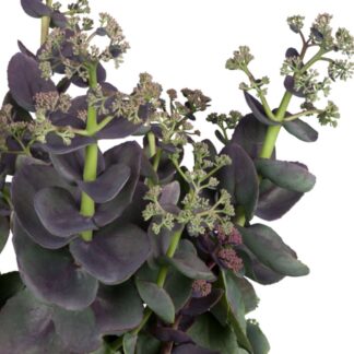 Purpur-Fetthenne 'Purple Emperor'*