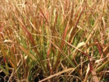 Purpur-Liebesgras, Eragrostis spectabilis, Containerware*
