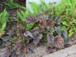 Purpurglöckchen 'Dale's Strain', Heuchera americana 'Dale's Strain', Topfware*