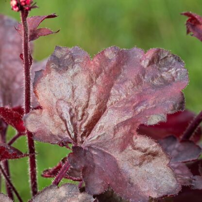 Purpurglöckchen 'Melting Fire', rosa*