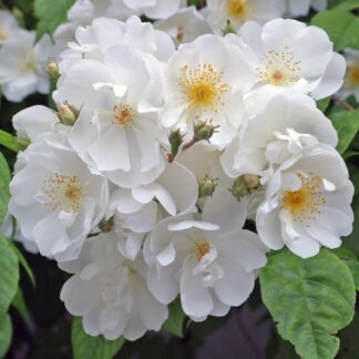Ramblerrose 'Bobby James', weiß*
